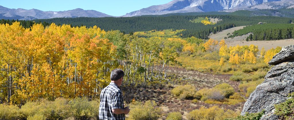 tree-mapping