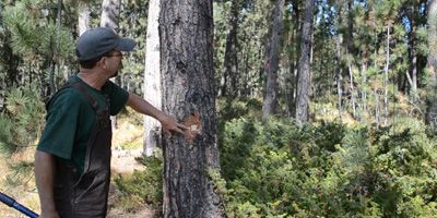 Coordinating a Response to Pine Beetle Devastation